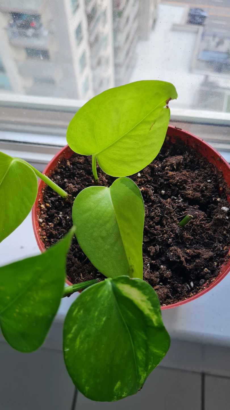 Neon x Golden Pothos Mix 🌿🌿 - photo 4