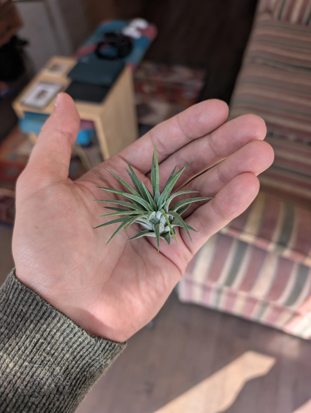 Air plant houseplant