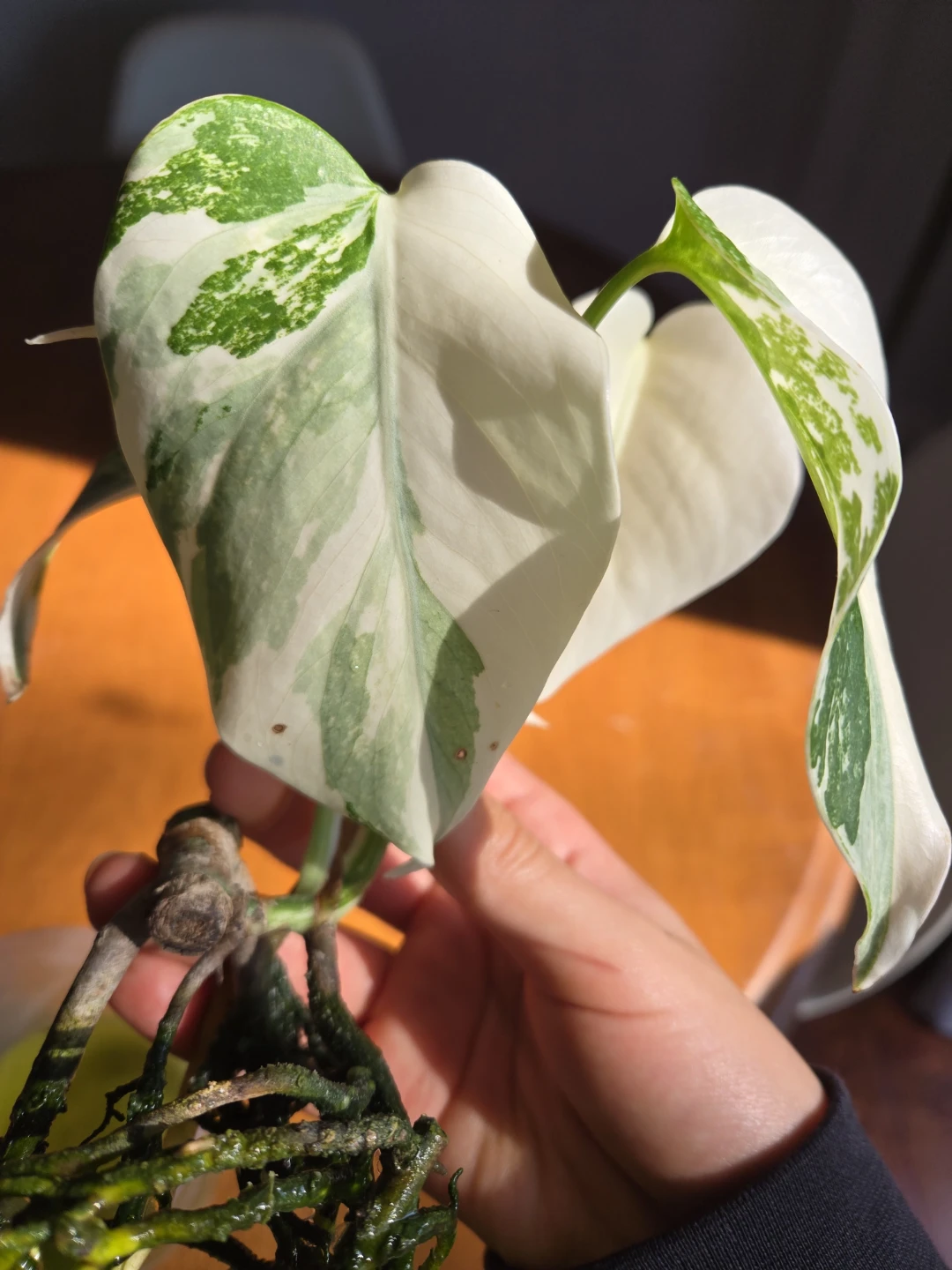 Monstera albo - photo 3