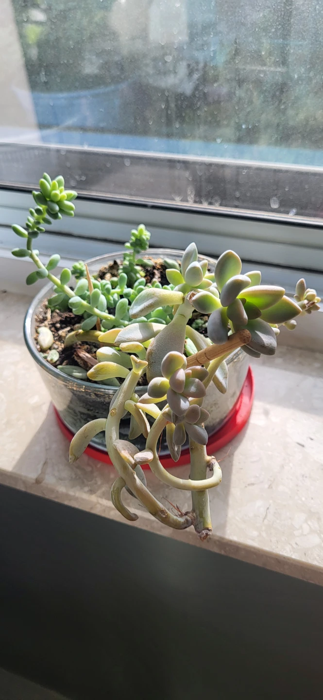 Two types of succulent in a glass container - photo 4
