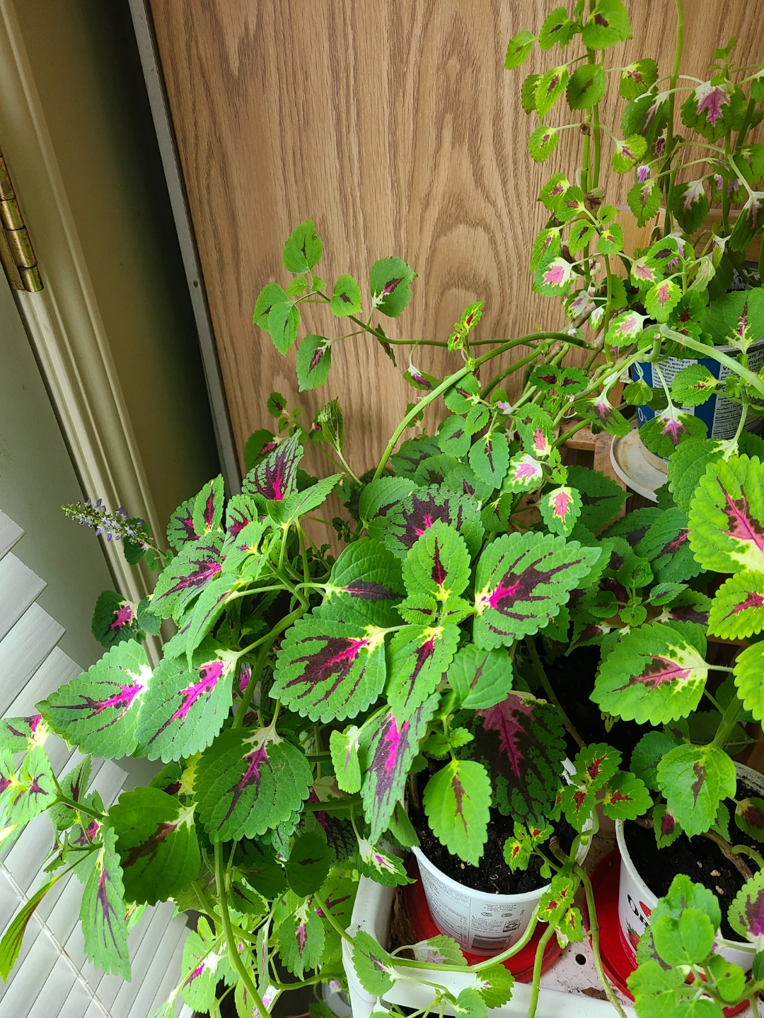 Different Size Coleus houseplant( from $15 to $45)