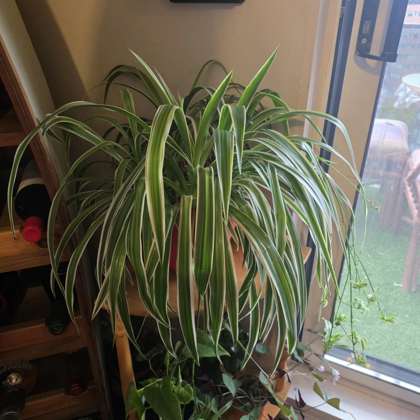 Beautiful Spider Plant with babies - photo 2