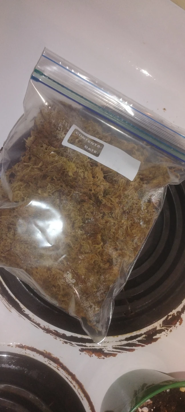 sphagnum moss