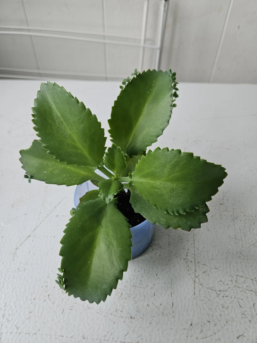 Mother of Thousands Succulent Plant