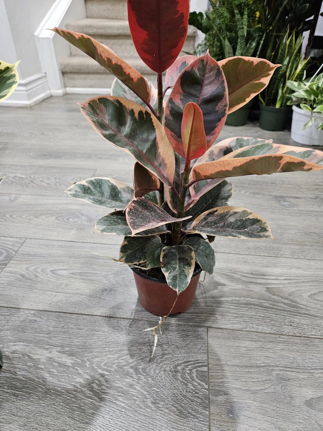 Variegated Rubber Plant Ficus Ruby - photo 2