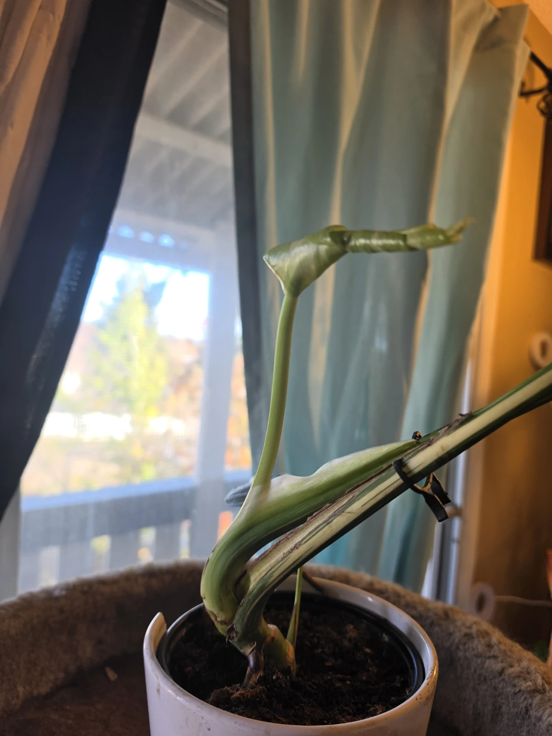 Variegated Monstera Thai Constellation - photo 4