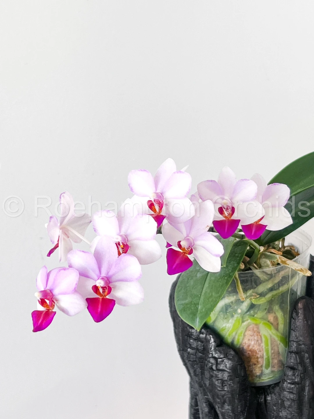 Phalaenopsis liu's cute angel orchids