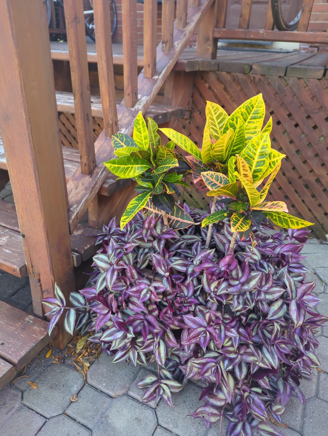 Croton and tradescantia