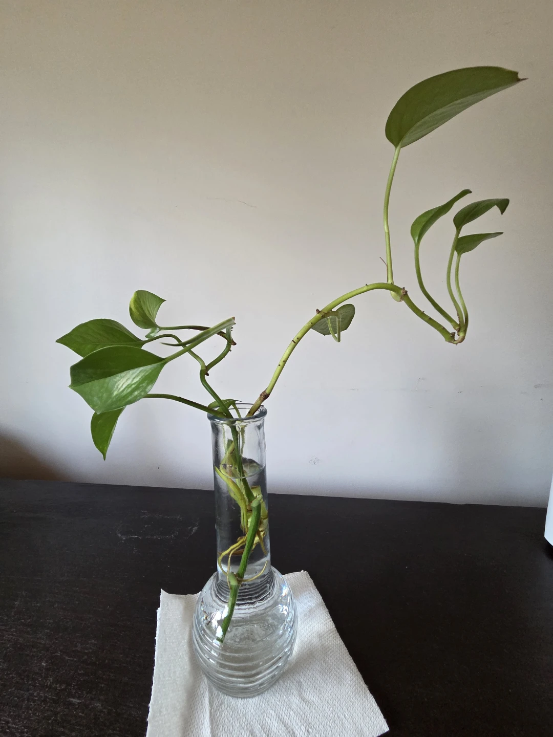 Golden Pothos cutting in glass vase
