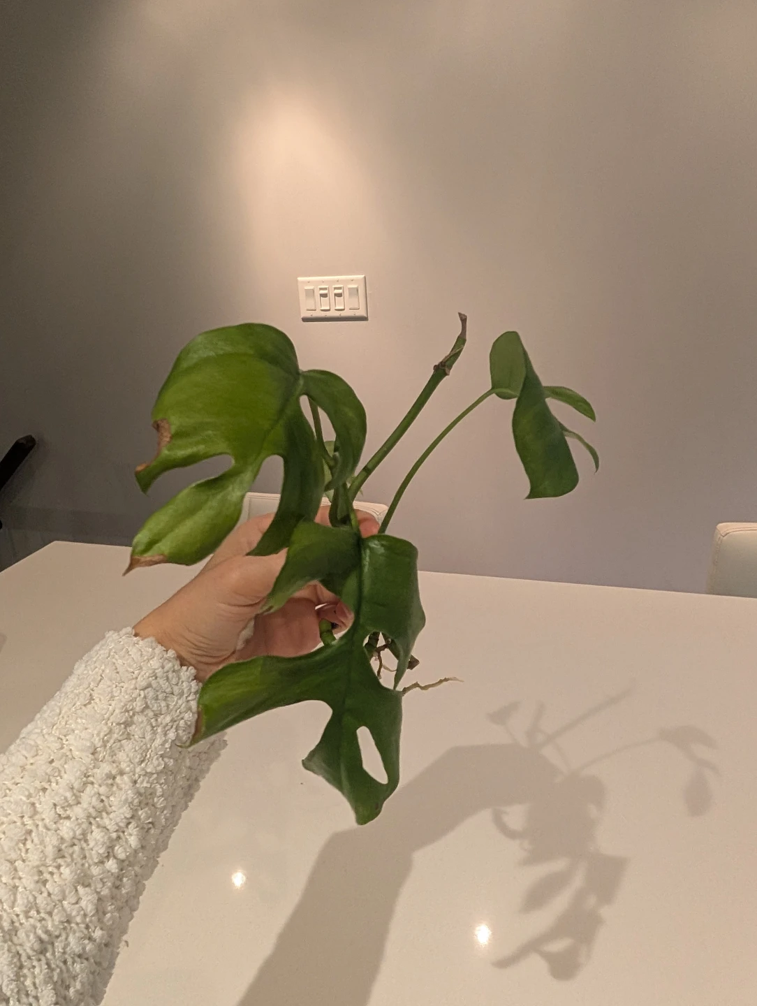 Rhaphidophora Tetrasperma 2 x Cuttings