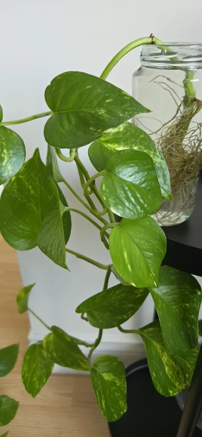 Trailing Pothos in Glass Jar🌿🌿 - photo 2
