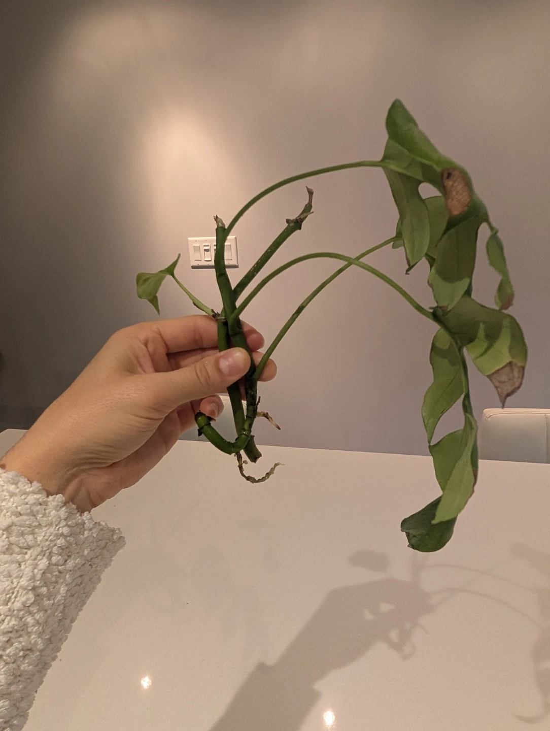 Rhaphidophora Tetrasperma 2 x Cuttings - photo 5