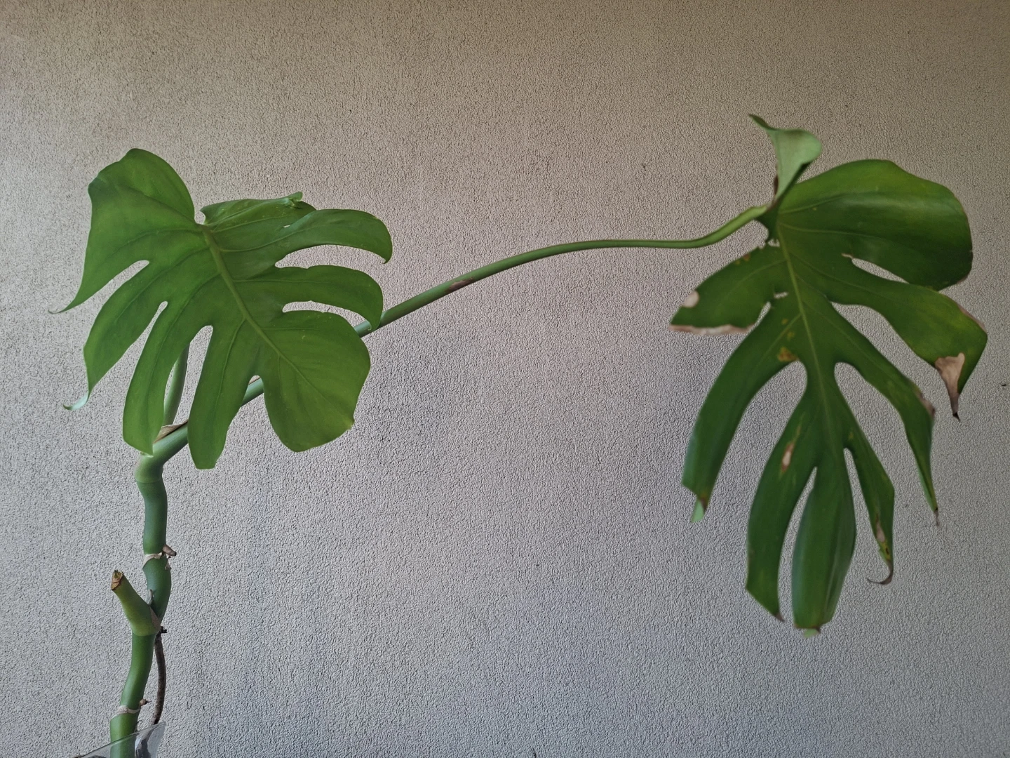 Monstera Deliciosa Rooted Clipping