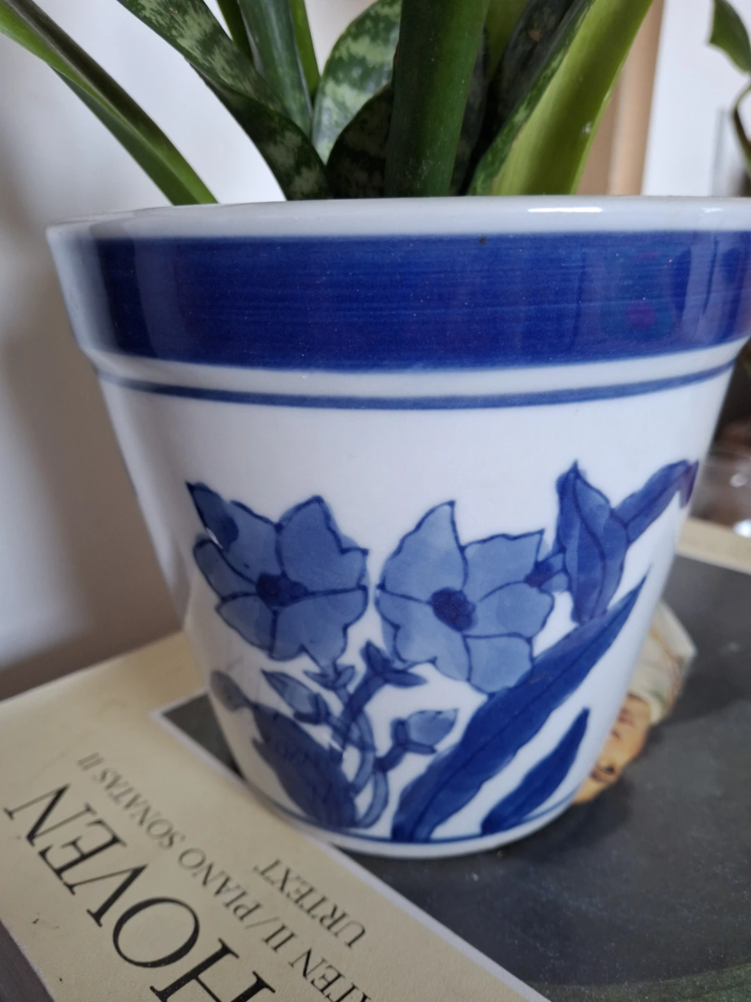 Snake plant in blue and white floral pot - photo 3