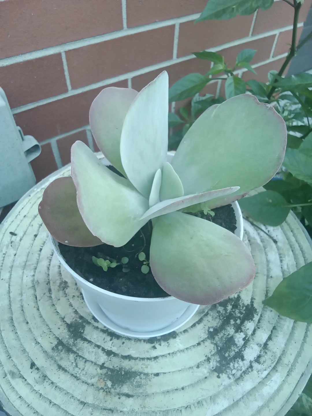 Kalanchoe Flapjack Succulent Plant