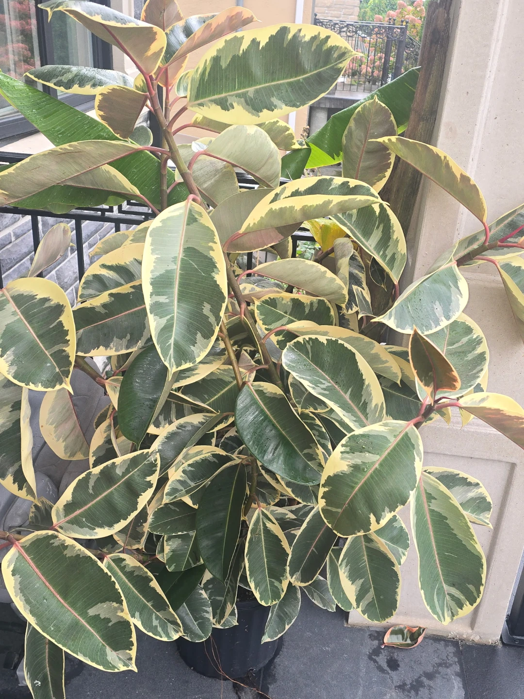 Variegated Rubber Plant - photo 3