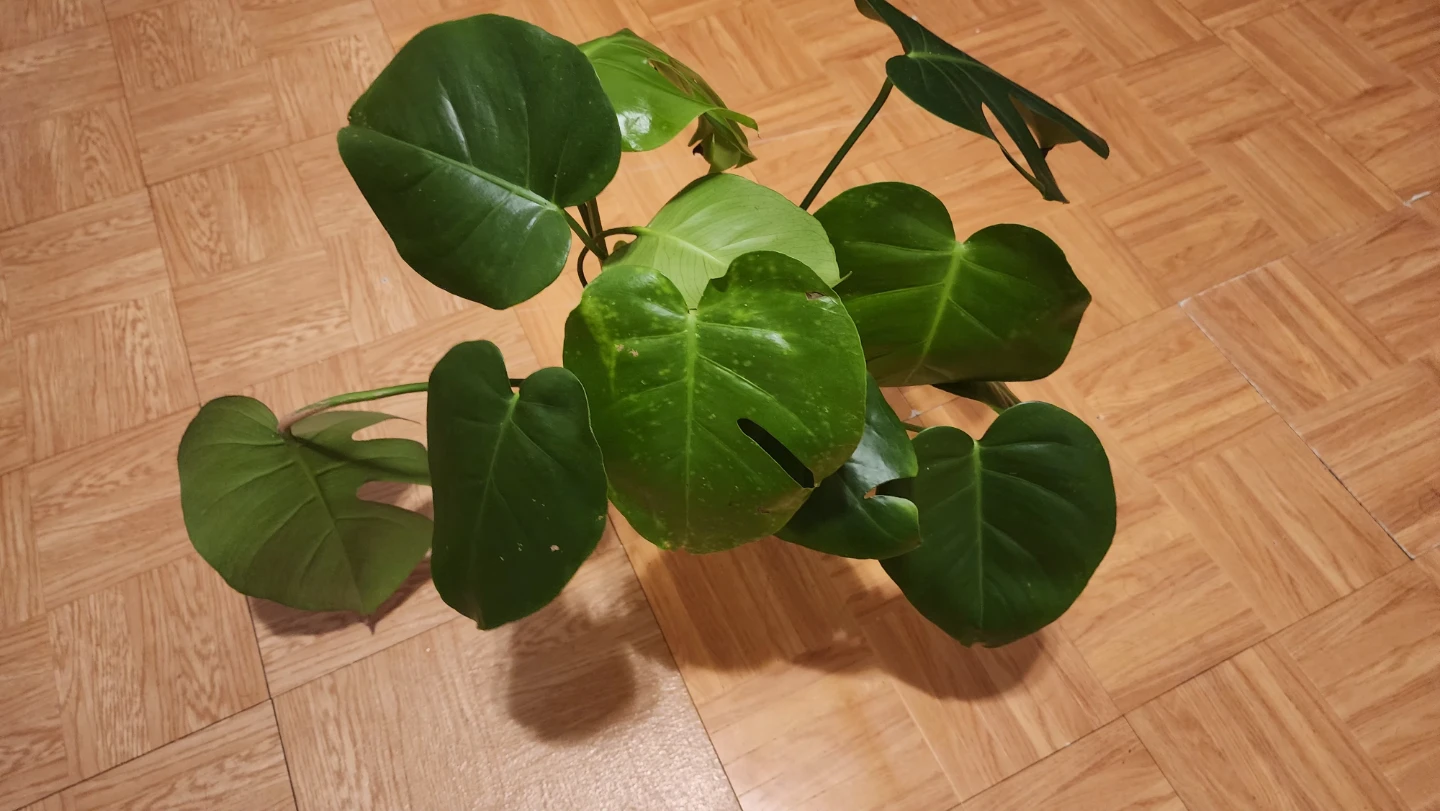 Monstera Plant in white vase