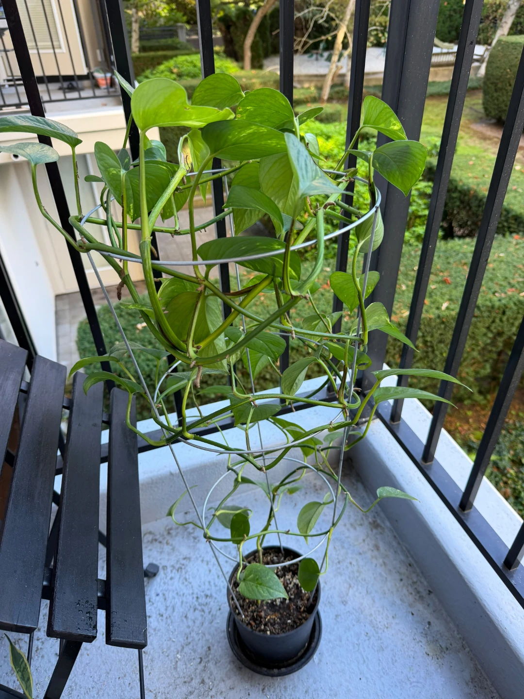 Pothos plant on metal trellis - photo 2