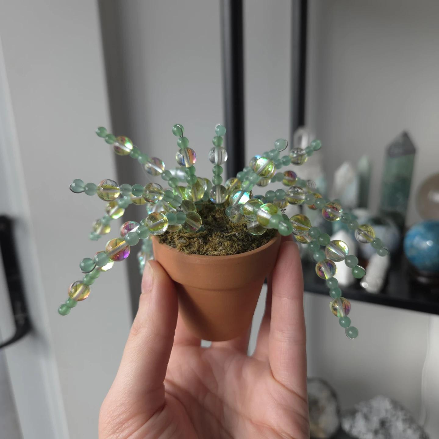 Crystal forever plant in terra cotta pot - photo 2