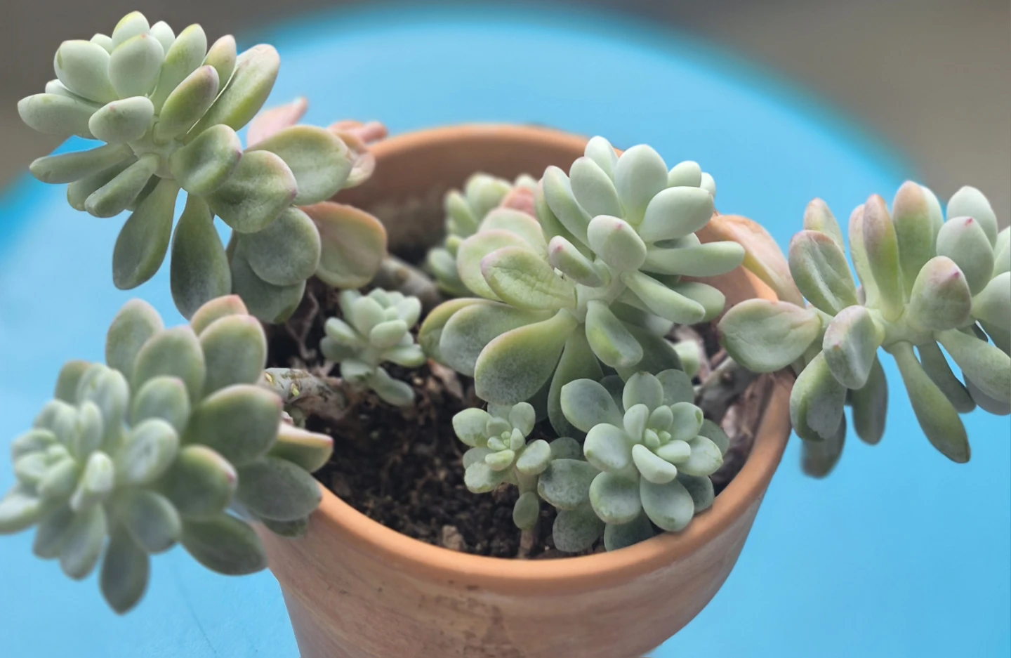 Succulent plant in terracotta pot - photo 3