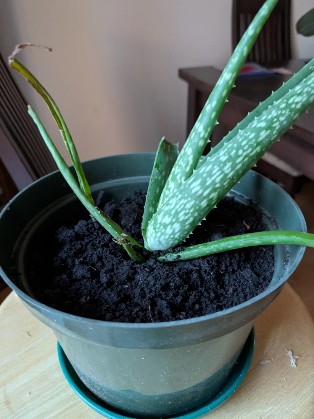 Healthy fully grown Aloe Vera Plant