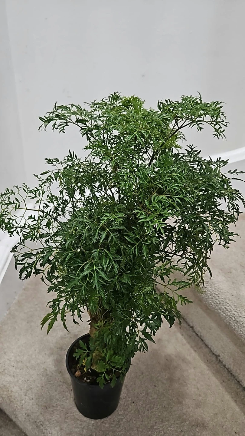 Ming Aralia Plant in5" pot