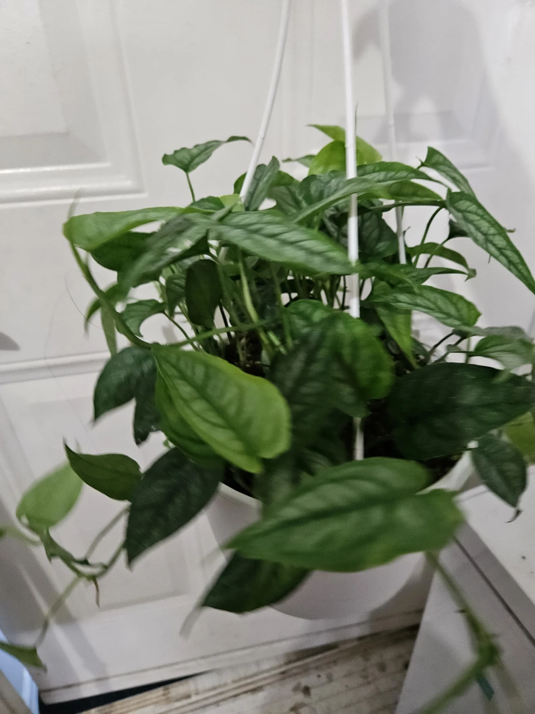 Monstera Siltepecana Hanging Plant - photo 3