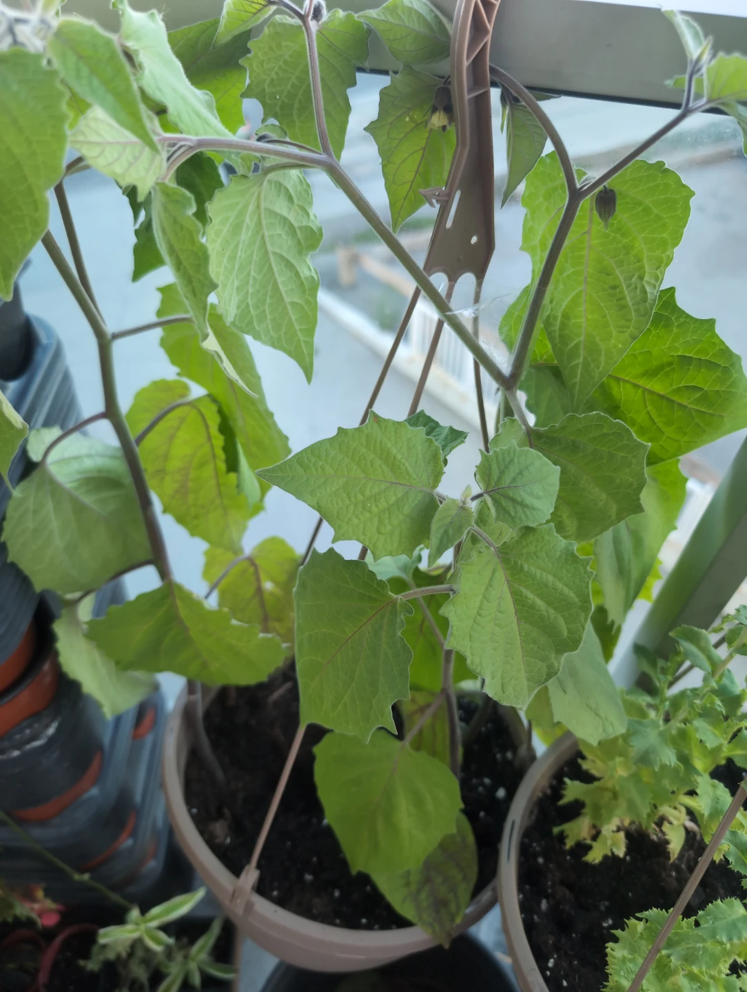Golden berry plant in hanging pot - photo 3