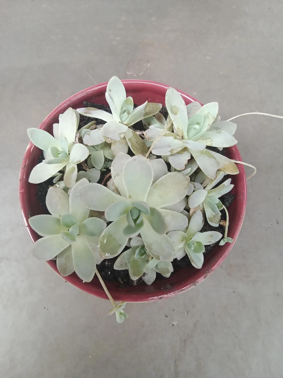Dunce Cap plant in a 3.5" ceramic planter