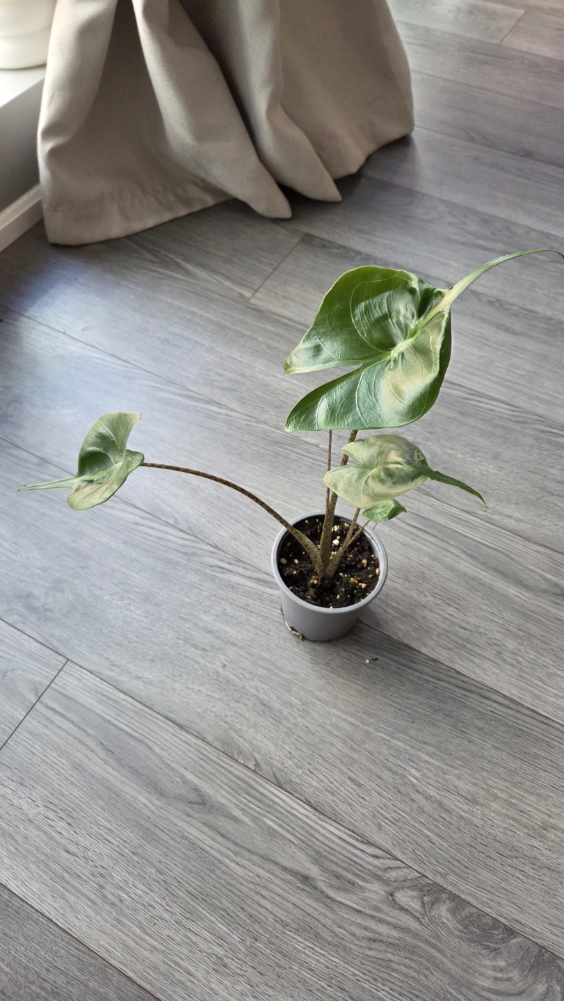 Alocasia Stingray