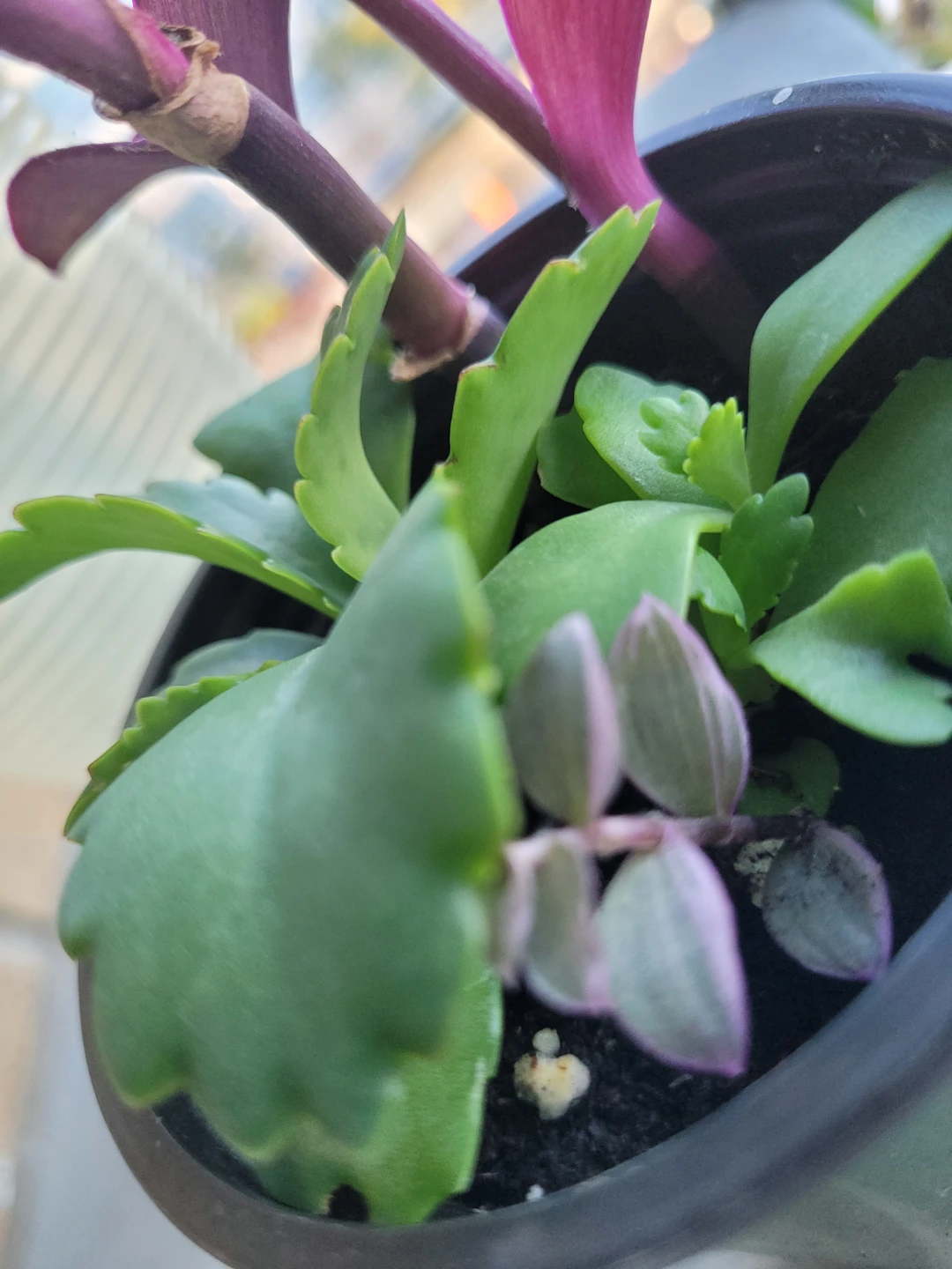 Assorted Purple Heart and Succulent Plant - photo 4