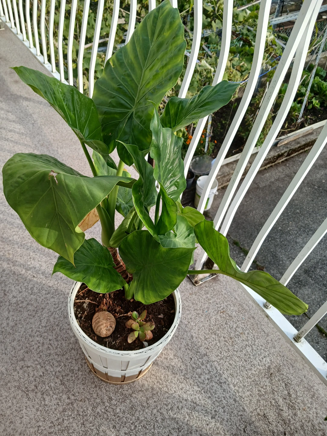 Beautiful Alocasia -A Tropical Statement Plant - photo 2