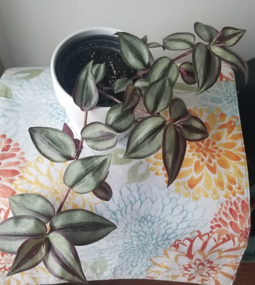 Tradescantia Zebrina + White Ceramic Pot( Read Description)