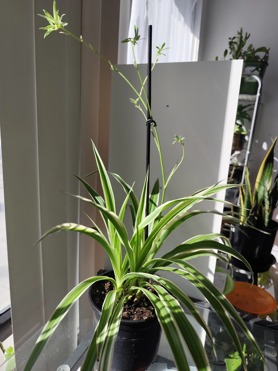Variegated Spider Plant in Pot