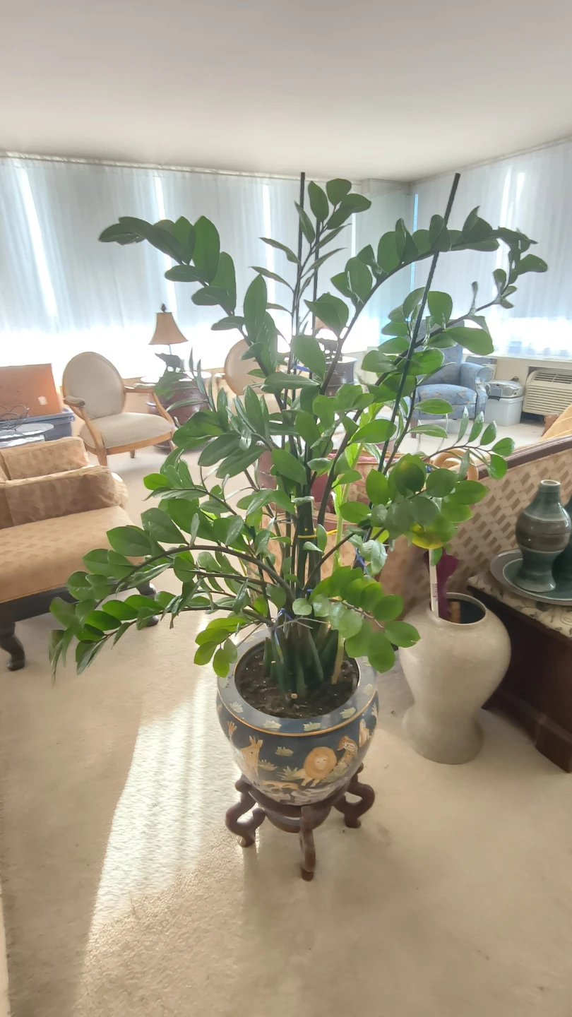 Large ZZ Plant in Decorative Ceramic Pot