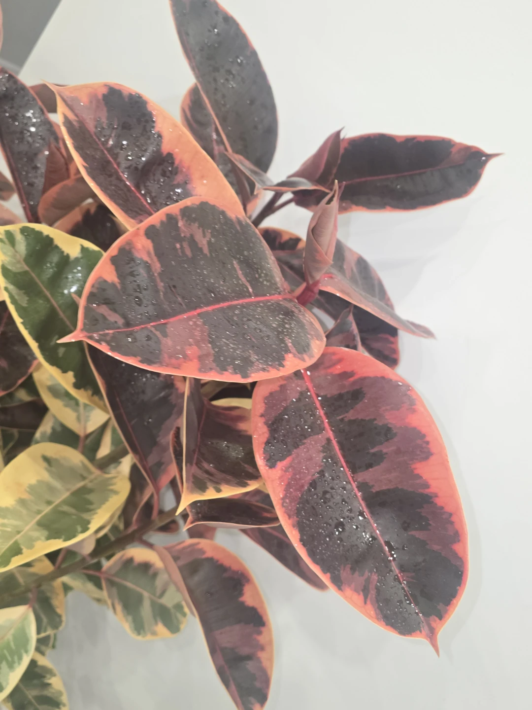 Variegated Rubber Tree Plant