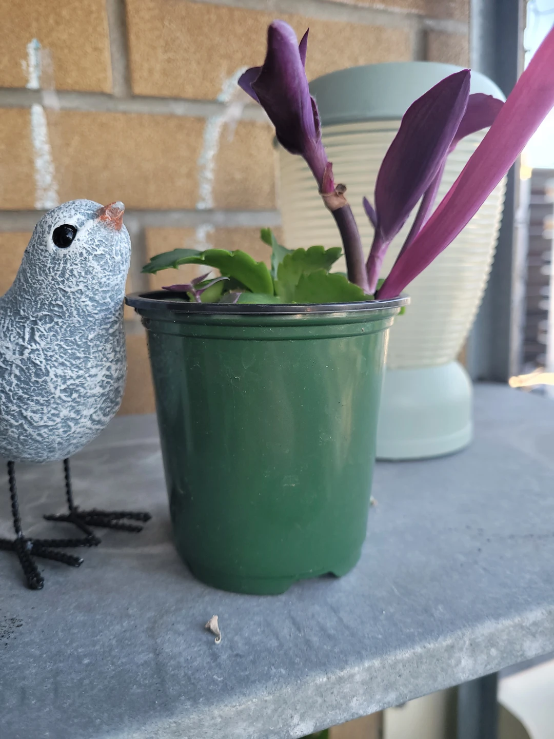 Assorted Purple Heart and Succulent Plant - photo 5