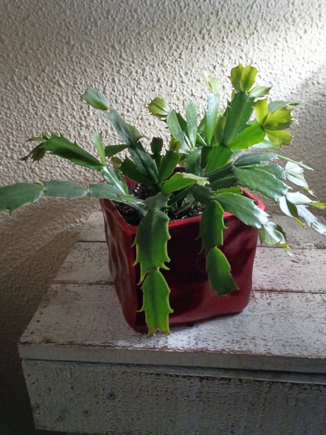 Thanksgiving Cactus in Red Pot - photo 2