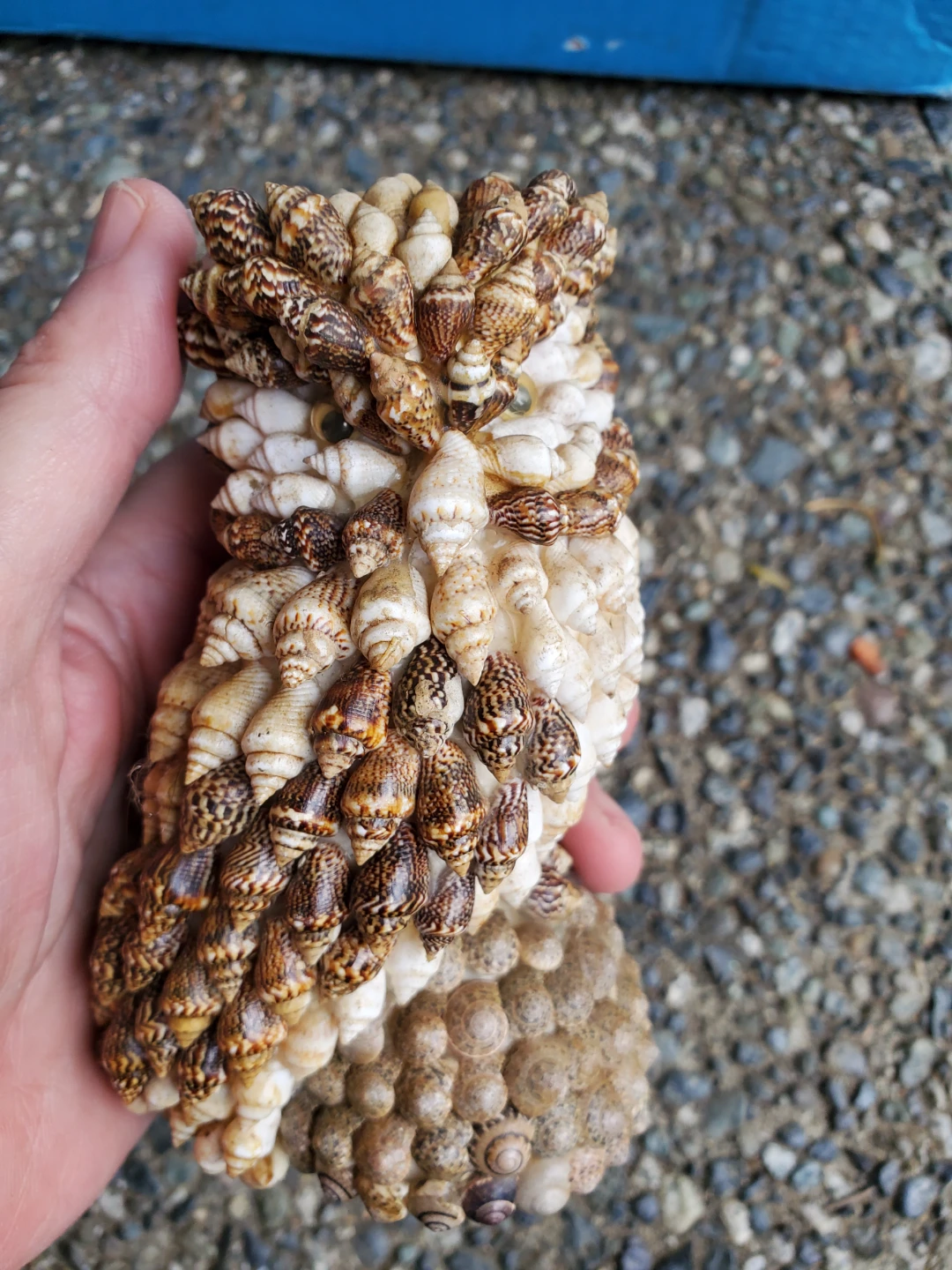 Handmade Seashell Owl Figurine