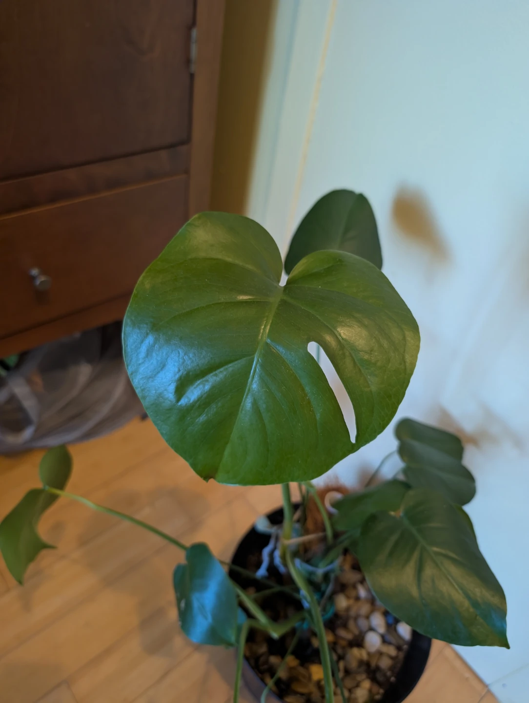 Monstera Deliciosa Plant - photo 4