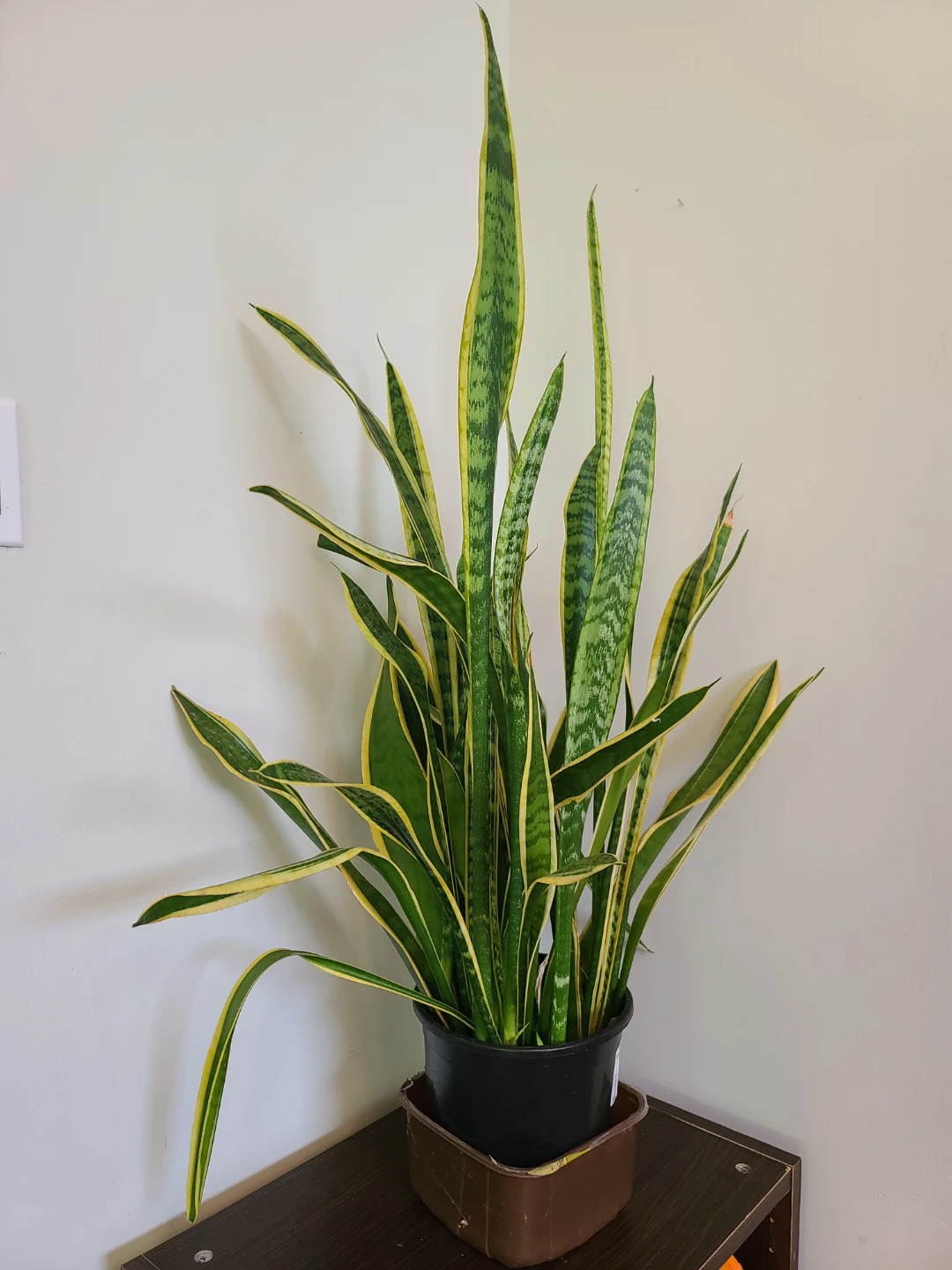 Tall & Lush Golden Snake Plant (Sansevieria) -  1 Meter Tall!