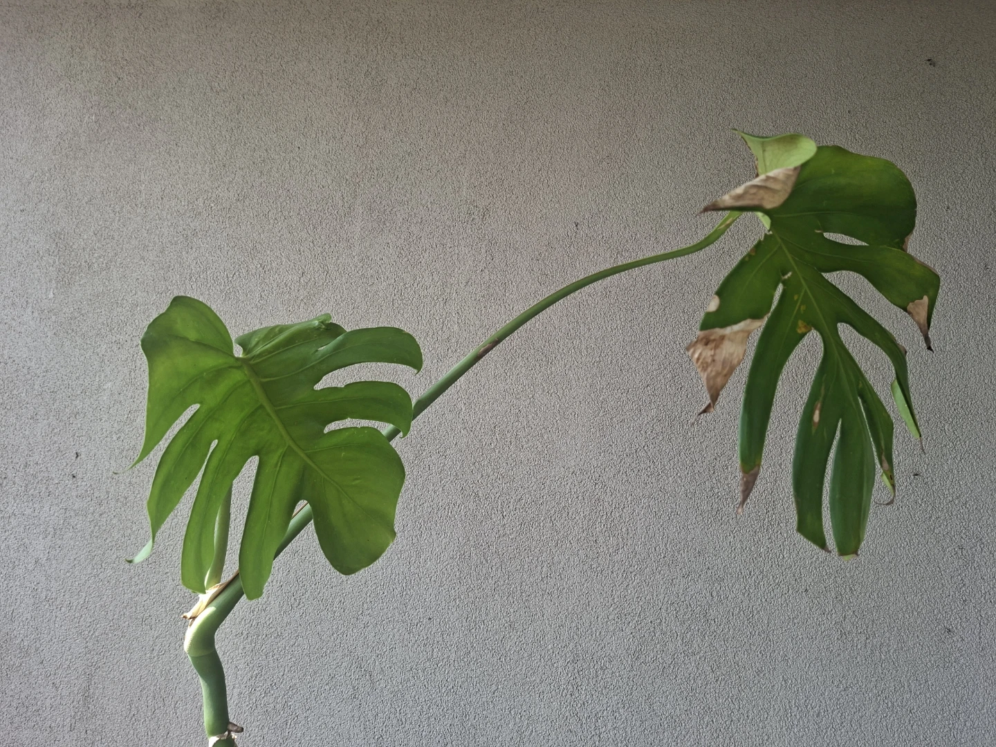 Monstera Deliciosa Rooted Clipping