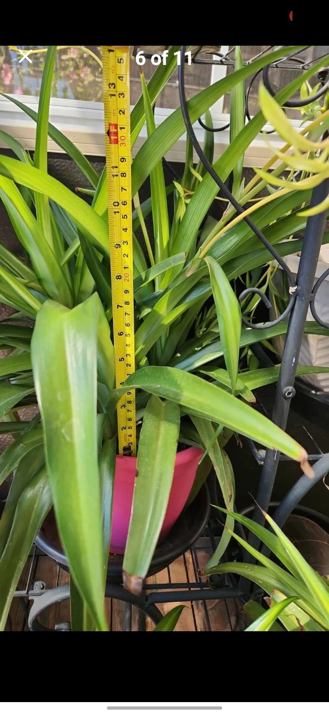 Home Plants - photo 3