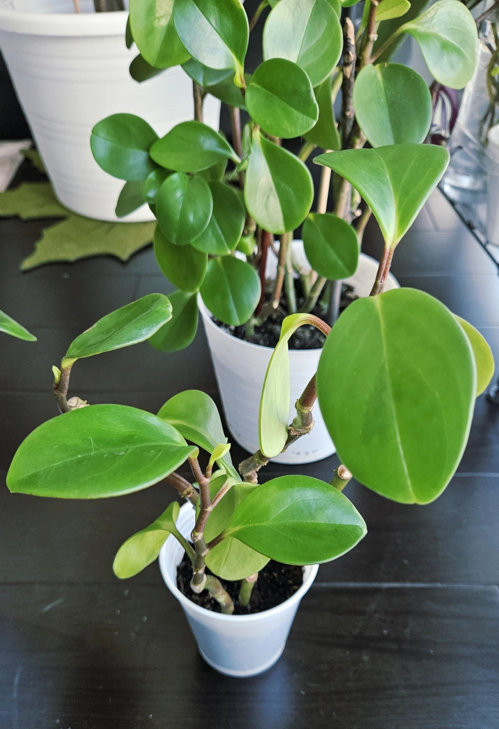 Peperomia Obtusifolia Baby Rubber Plants