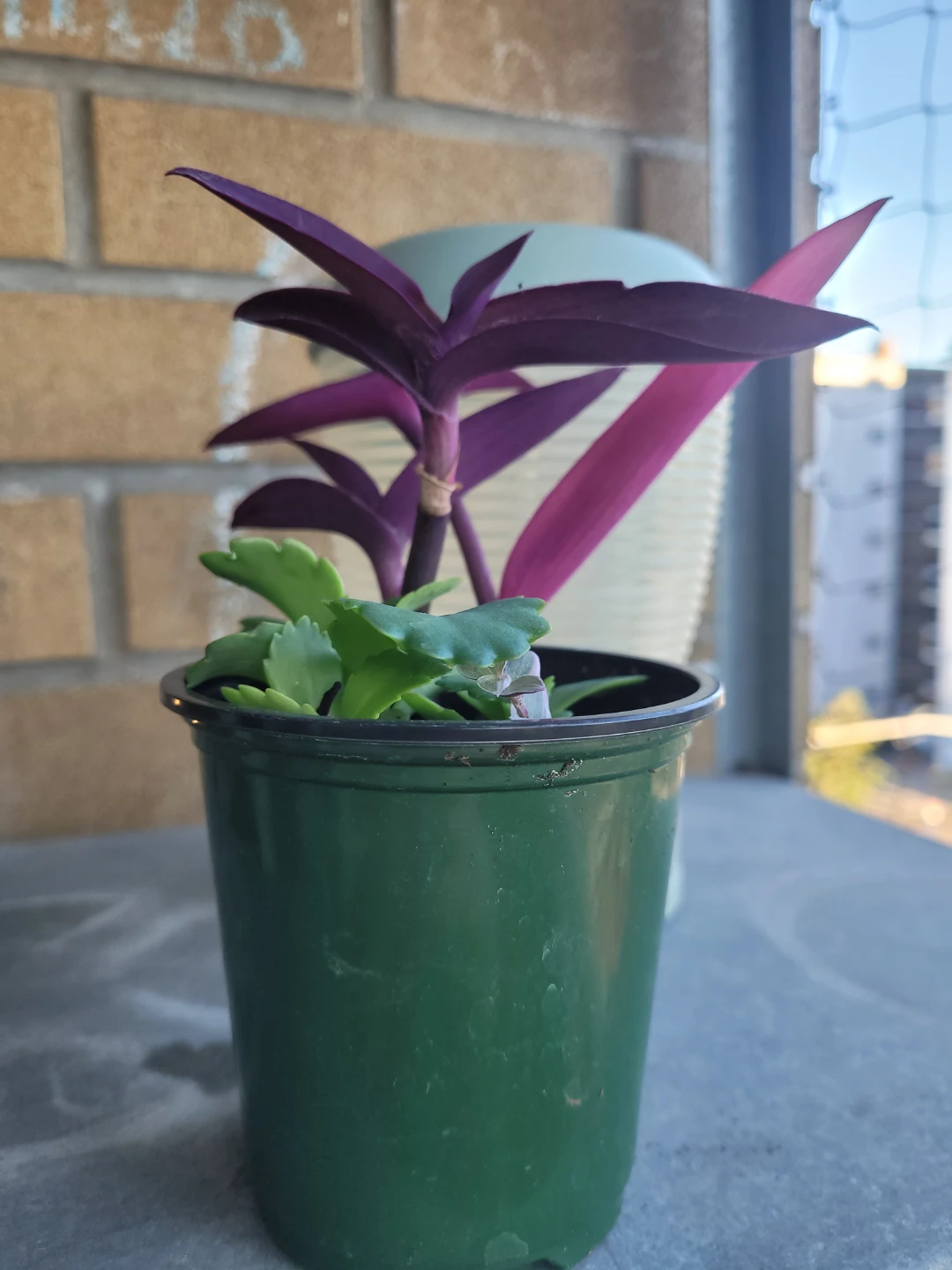 Assorted Purple Heart and Succulent Plant