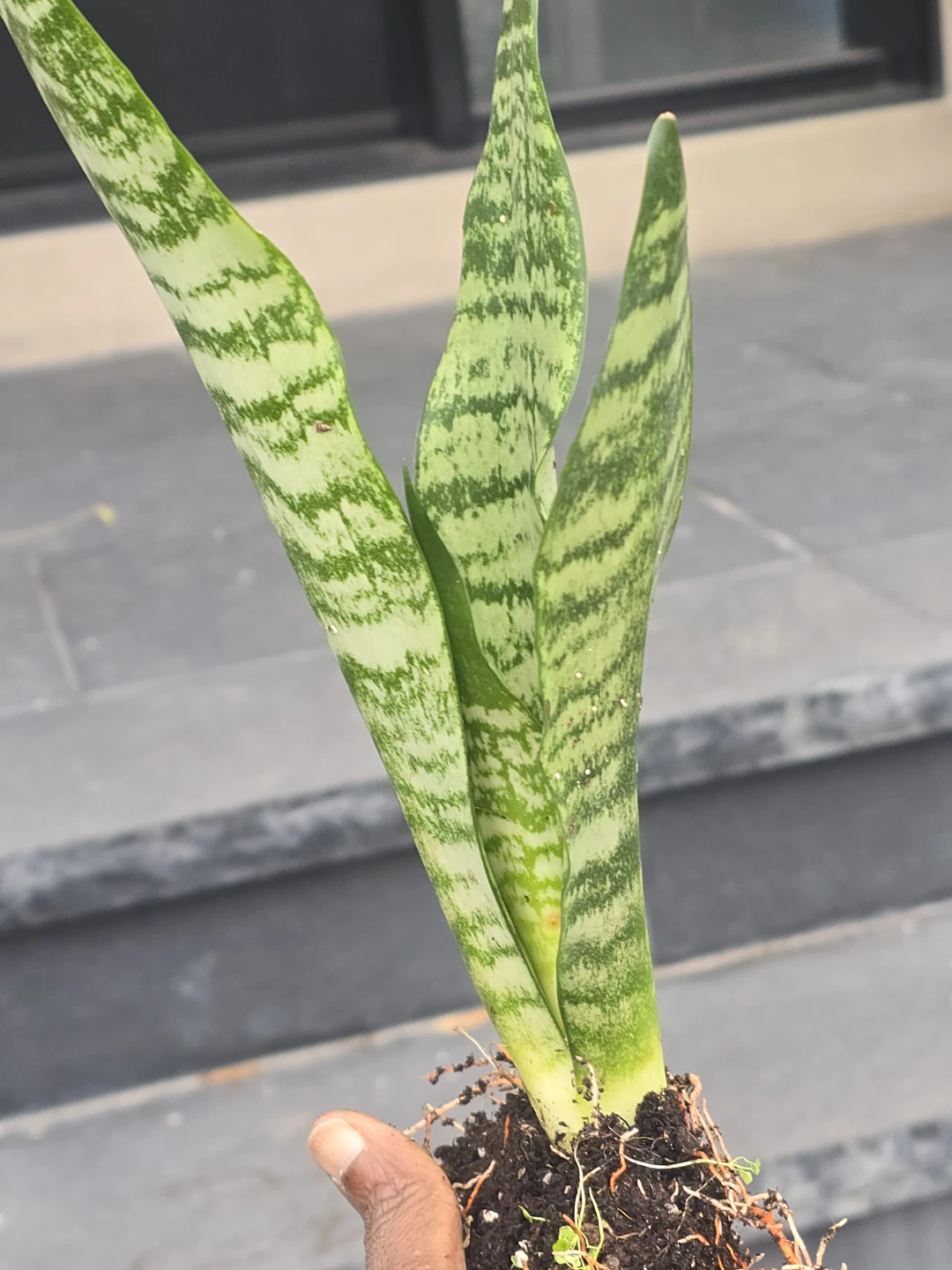 Snake Plant  come in 4"pot - photo 4