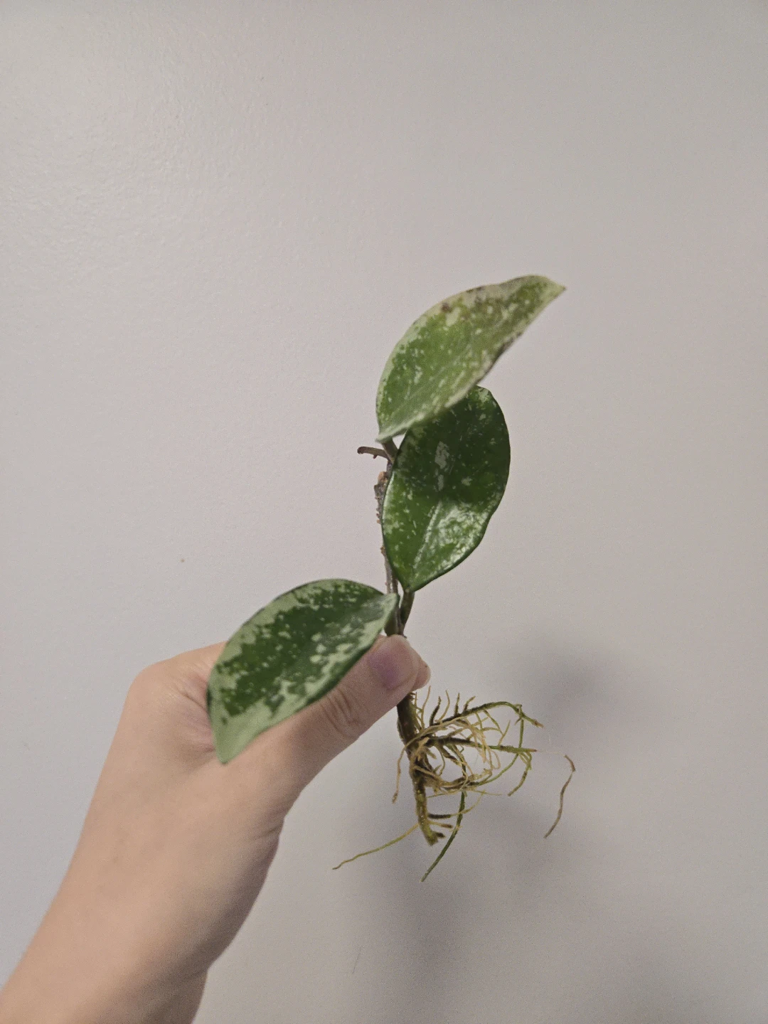 Hoya AH074 rooted cutting with peduncle A