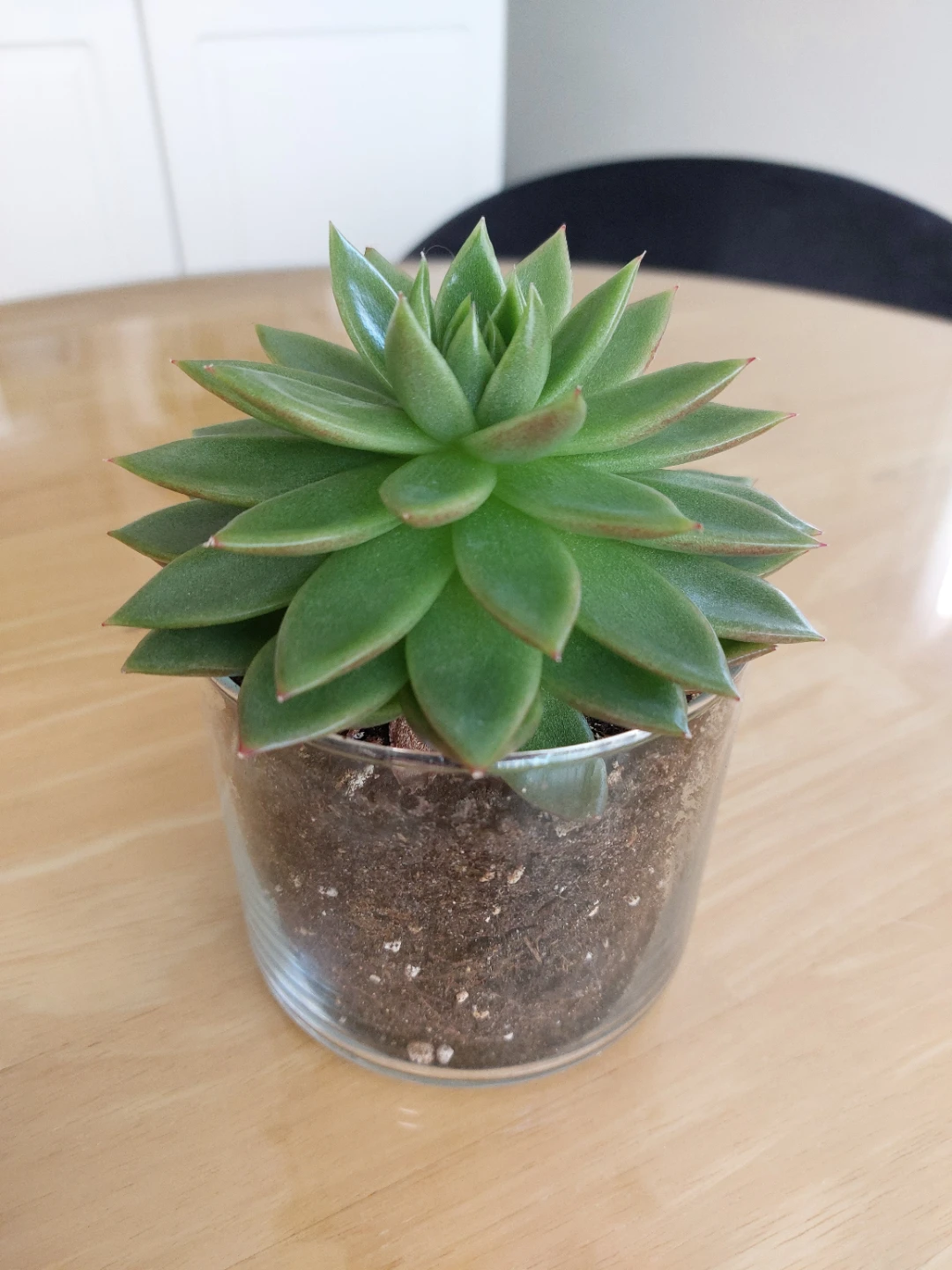 Succulent- Echeveria Agavoides