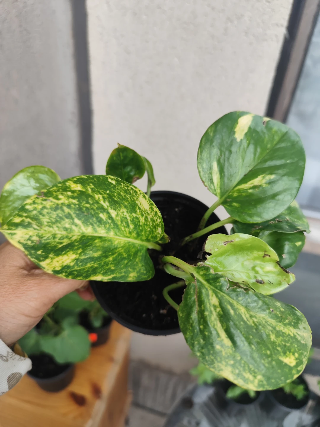 Golden Pothos Houseplant