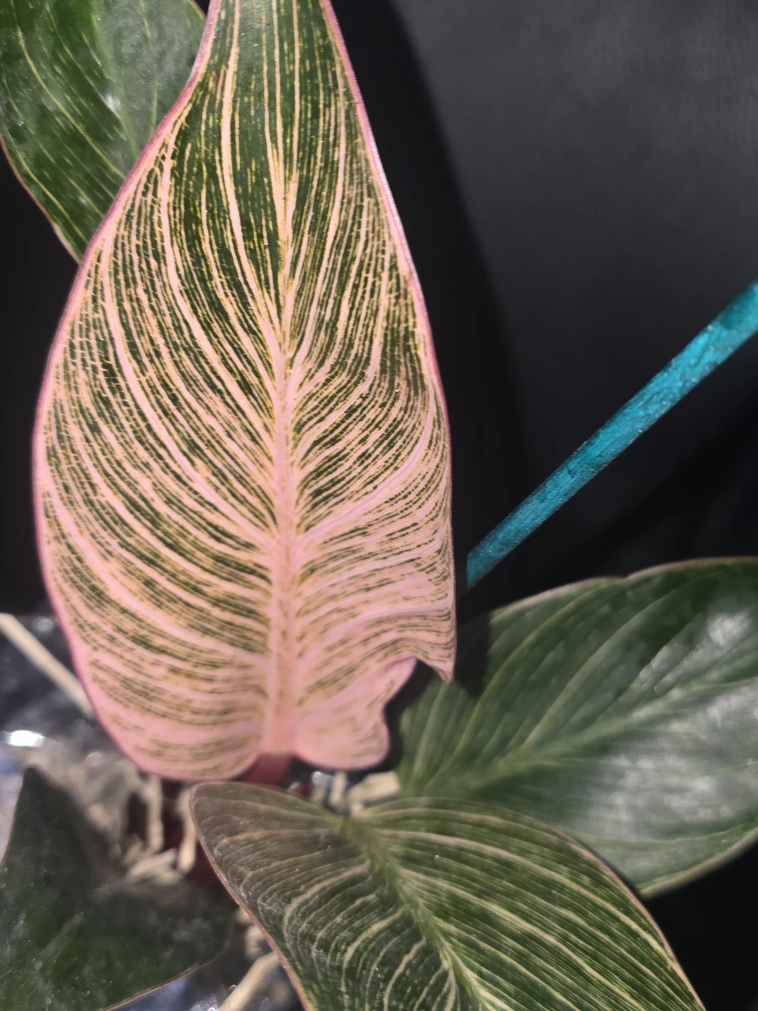 Philodendron Pink birkin - photo 2
